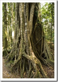 Strangler Fig in Lamington National Park