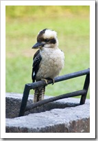 Kookaburra in Mebbin National Park