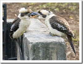 Locked kookaburras in Mebbin National Park