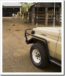 A welcoming herd of Brahma cows on our arrival at Branell Homestead