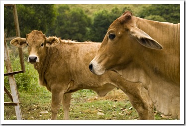 A welcoming herd of Brahma cows on our arrival at Branell Homestead