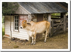 A welcoming herd of Brahma cows on our arrival at Branell Homestead