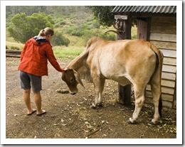 A welcoming herd of Brahma cows on our arrival at Branell Homestead