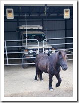 Branell Homestead: The Tank with Angel the miniature pony