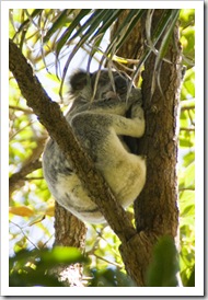 A sleepy koala in Noosa National Park