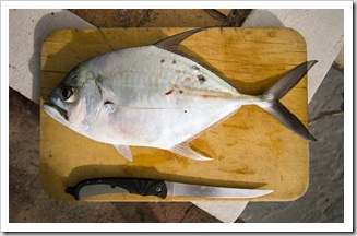 A nice sized trevally from the reef below Point Arkwright