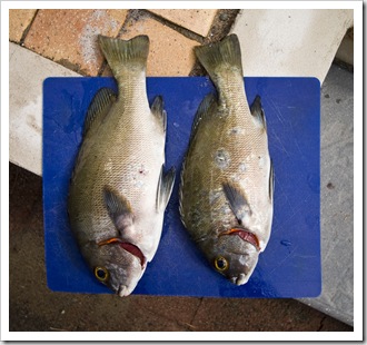 A couple of nice Sweetlip from the reef in front of our house