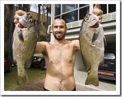 A couple of nice Sweetlip from the reef in front of our house