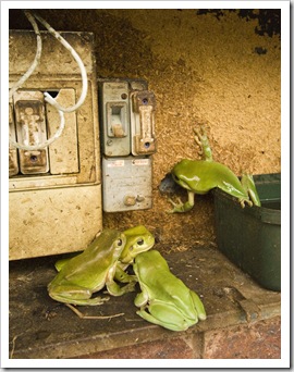 Green Tree Frogs in the electrical box!
