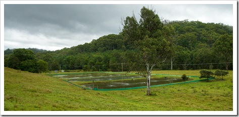 The Red Claw ponds on Andy and Allyson's farm