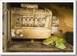 Green Tree Frogs in the electrical box!