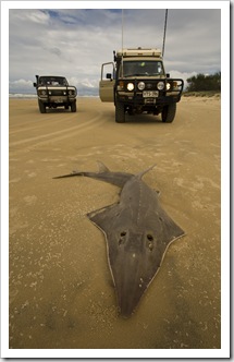 Bessie and The Tank next to a dead Shovelnose Ray