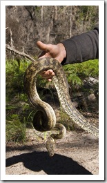 Chris with a Carpet Python on the inland track from Lake Boomanjin