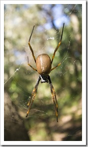 An Orb Spider on the way to the Wungul Sandblow