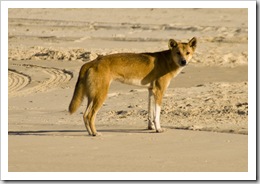 A lone Dingo on the beach near Waddy Point
