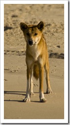 A lone Dingo on the beach near Waddy Point