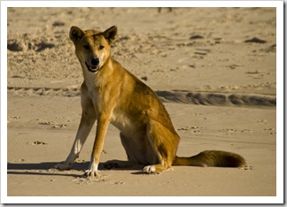 A lone Dingo on the beach near Waddy Point