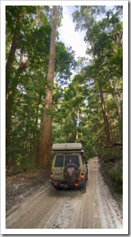 The Tank amidst the towering trees of Pile Valley