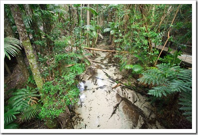 Supremely clear Wanggolba Creek (hard to even see the water!)