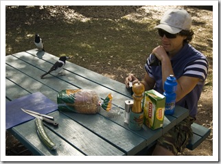 Lunch at Cania Gorge with the Pied Butcherbirds