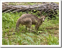 A male kangaroo munching beside Carnarvon Creek