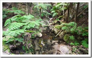 Lush Ward's Canyon