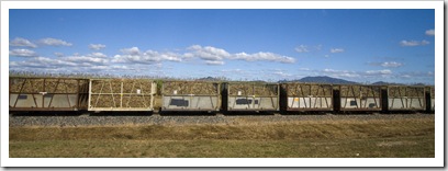 A train hauling cane to the mill