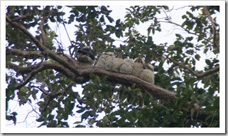 Six Kookaburras huddled up for the night above our campsite