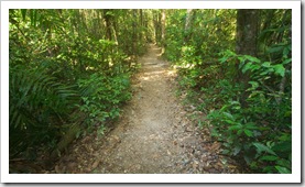 The trail through the rainforest at Finch Hatton Gorge