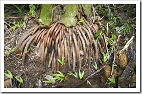 Crazy roots in Finch Hatton Gorge