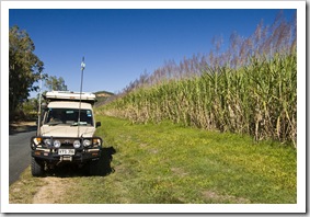 The Tank next to towering sugar cane on the way to Airlie Beach