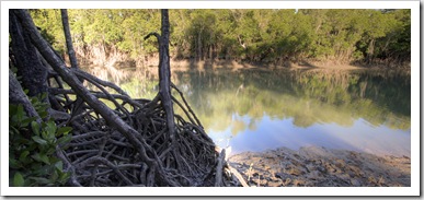 Crocodile-friendly mangroves near our campsite at Toomulla