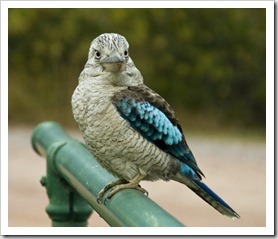 A beautiful (and quite friendly) Eastern Blue-Winged Kookaburra