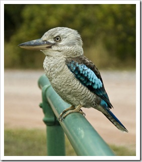 A beautiful (and quite friendly) Eastern Blue-Winged Kookaburra