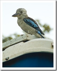 A beautiful (and quite friendly) Eastern Blue-Winged Kookaburra