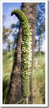 Native plants in bloom near Wallaman Falls