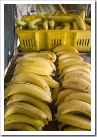 Grabbing some fresh fruit from one of the many roadside stands