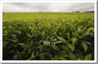 Nerada tea plantations near Malanda