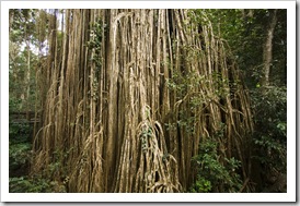 The Curtain Fig Tree in Curtain Fig National Park