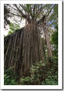 The Curtain Fig Tree in Curtain Fig National Park