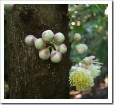 Flowering tree trunk along the Dubuji Boardwalk