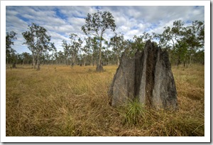 Termite mounds litter the plains in Lakefield National Park