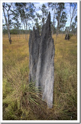 Termite mounds litter the plains in Lakefield National Park