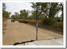 Roadblocks in Lakefield National Park