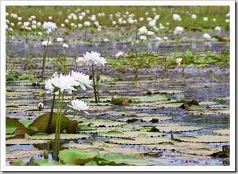 Picturesque White Lily Lagoon