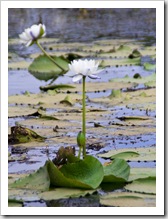 Picturesque White Lily Lagoon