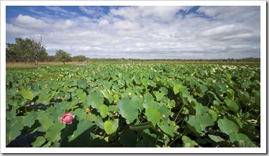 Towering Lotus Lillies cover the water in Red Lily Lagoon