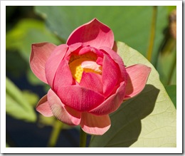 Towering Lotus Lillies cover the water in Red Lily Lagoon