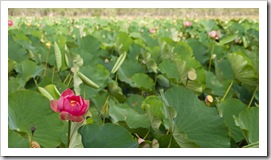 Towering Lotus Lillies cover the water in Red Lily Lagoon