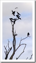 Red-Tailed Black Cockatoos at Red Lily Lagoon